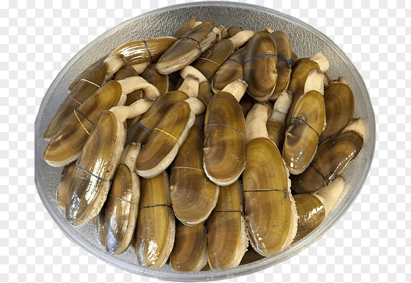 Pacific Razor Clam Mussel Giant Shellfish PNG