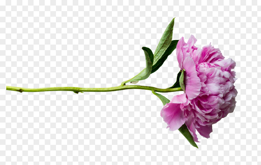 Peonies Transparent Peony PNG