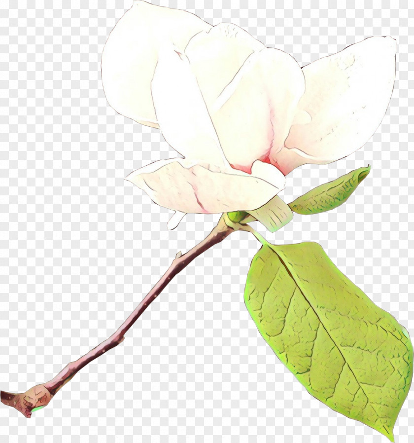 Petal Magnolia Family Flower Plant Leaf Branch PNG