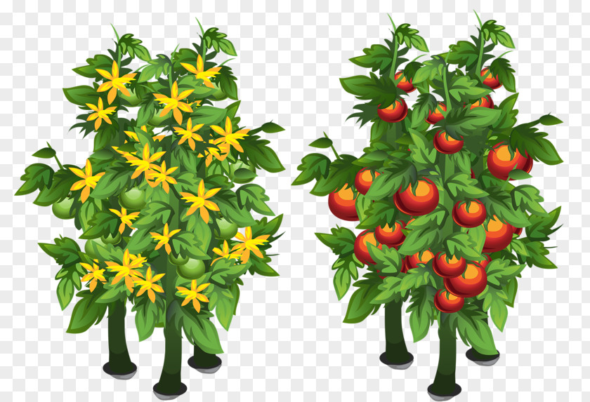 Bloom And Bear Fruit Download Tree PNG