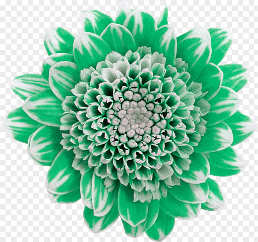 Dahlia Chrysanthemum Cut Flowers Plant Green PNG