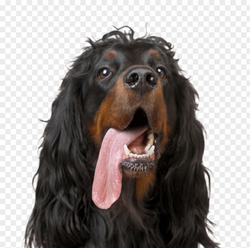 Dog,puppy,pet,animal Gordon Setter Afghan Hound Stock Photography Royalty-free PNG