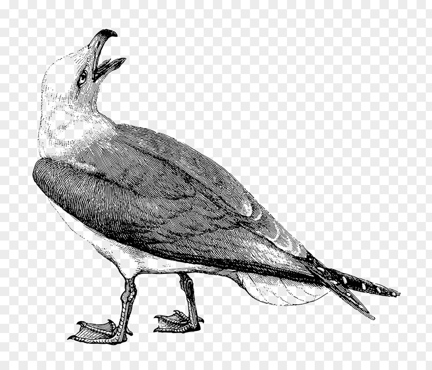 Gulls Outlook Annoyances PNG