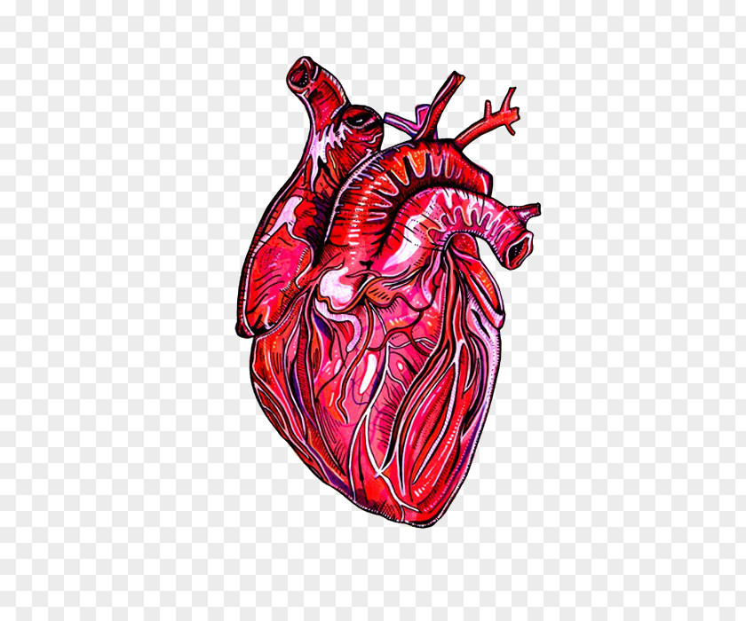 Heart American Association Human Anatomy Drawing PNG