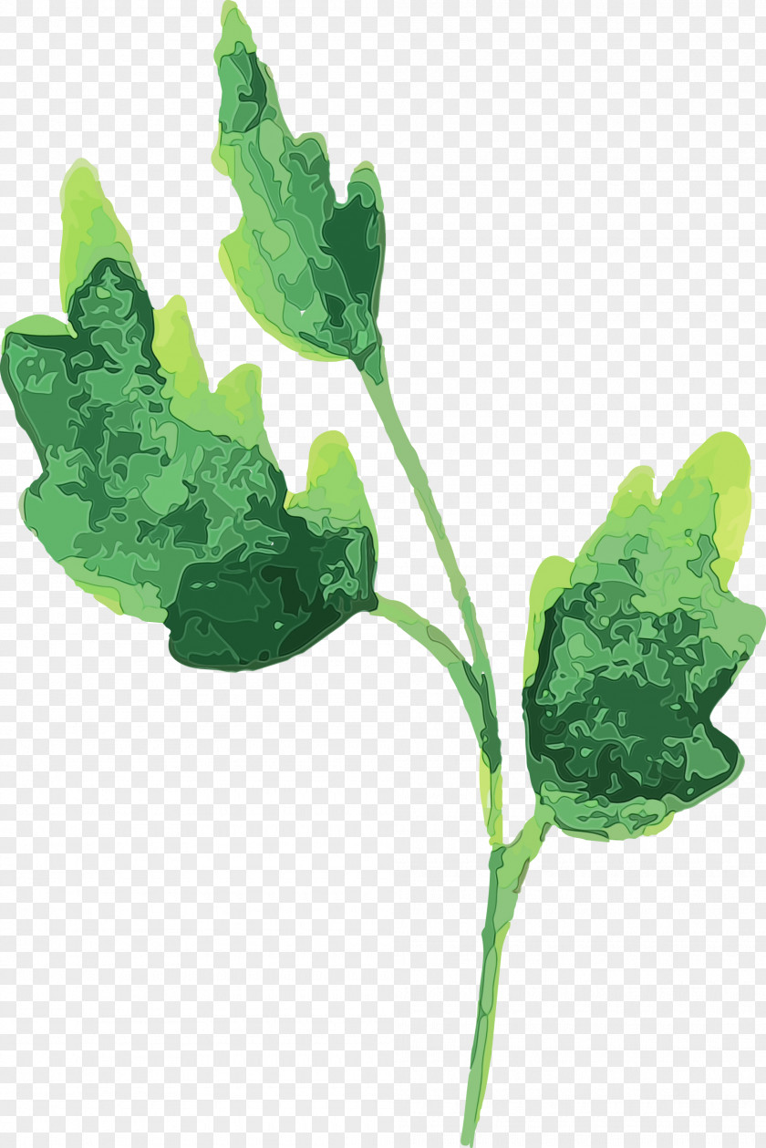 Leaf Plant Stem Vegetable Pathology Herb PNG