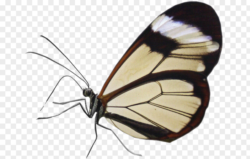 Papillon Butterfly Insect Greta Oto Stock Photography PNG