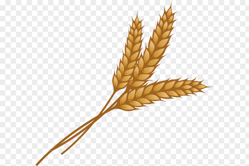 Wheat Ear Grain Clip Art PNG