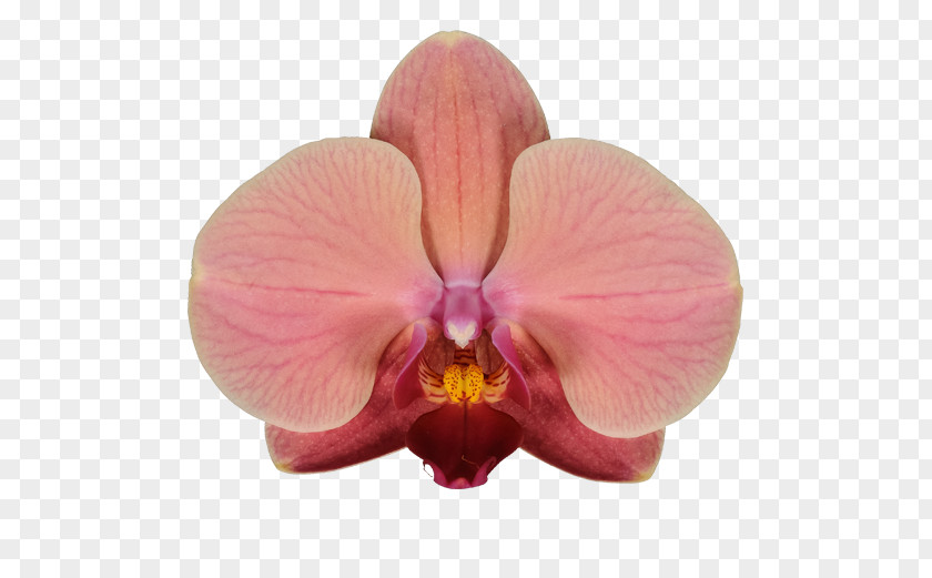 Cattleya Orchids Phalaenopsis Aphrodite Moth Stolk Flora PNG