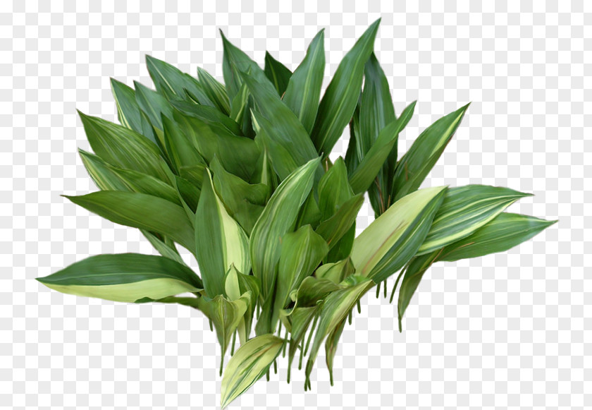 Flower Houseplant Aspidistra Elatior Asparagus Family PNG