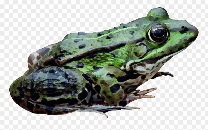 Frog Amphibians Transparency Image PNG