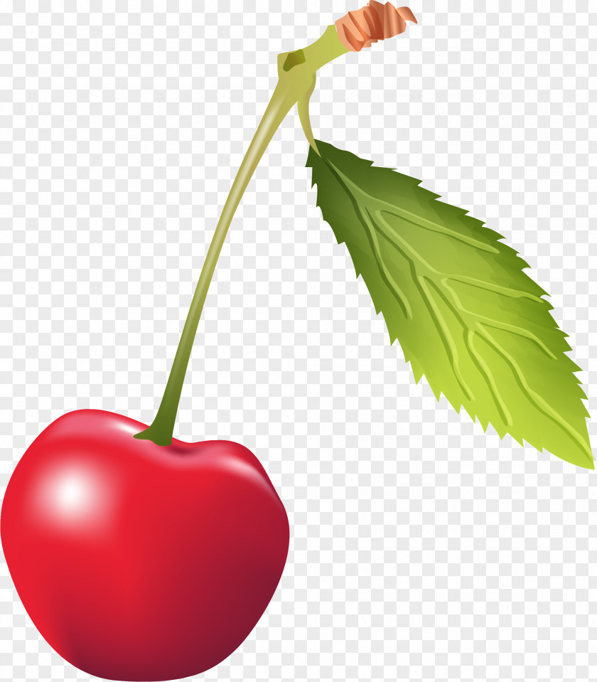 Hand Painted Red Cherry PNG