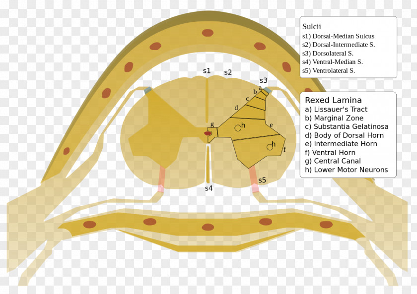 Rexed Laminae Spinal Cord Medulla Oblongata Vertebral Column PNG