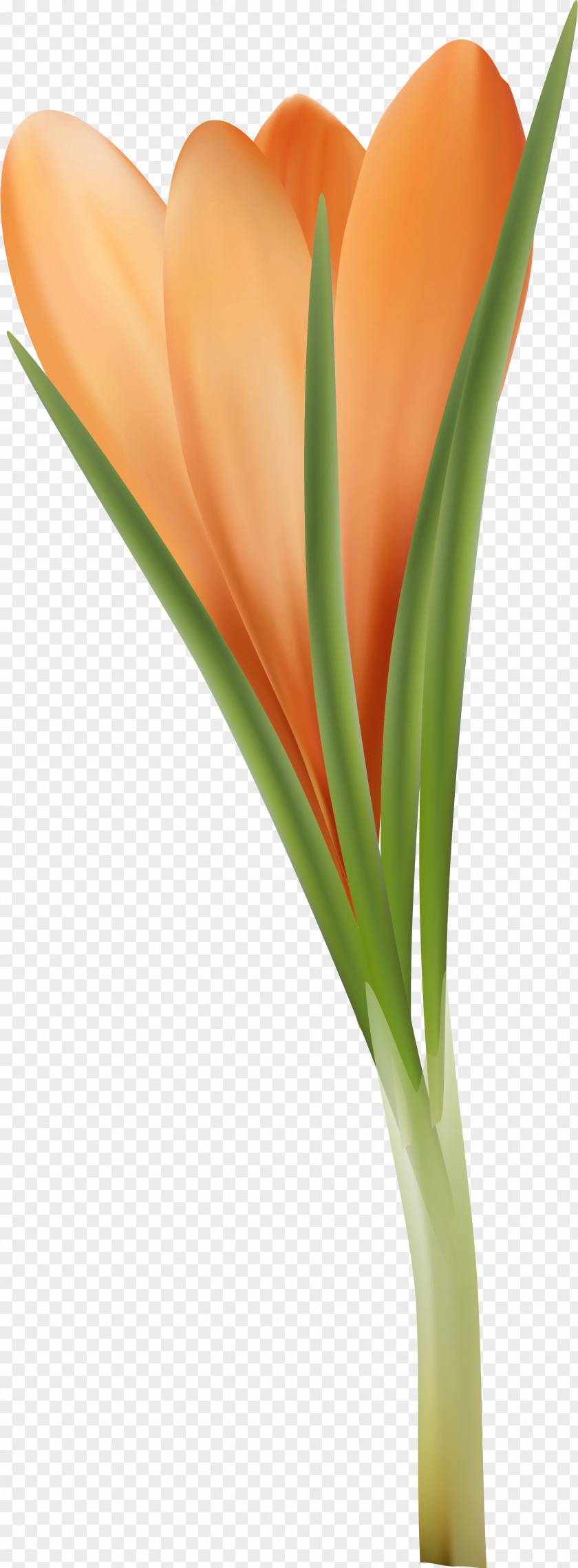 Tulip Orange Flower Red Clip Art PNG