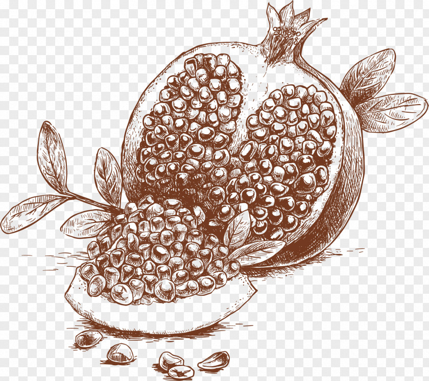 Vector Pomegranate Organic Food Drawing Fruit Illustration PNG