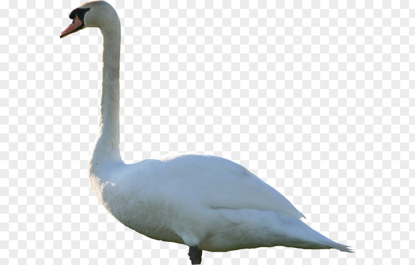 Goose Mute Swan Duck PNG