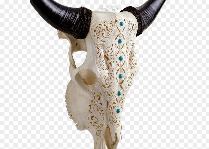 Skull Horn Animal Skulls Cattle Bison PNG