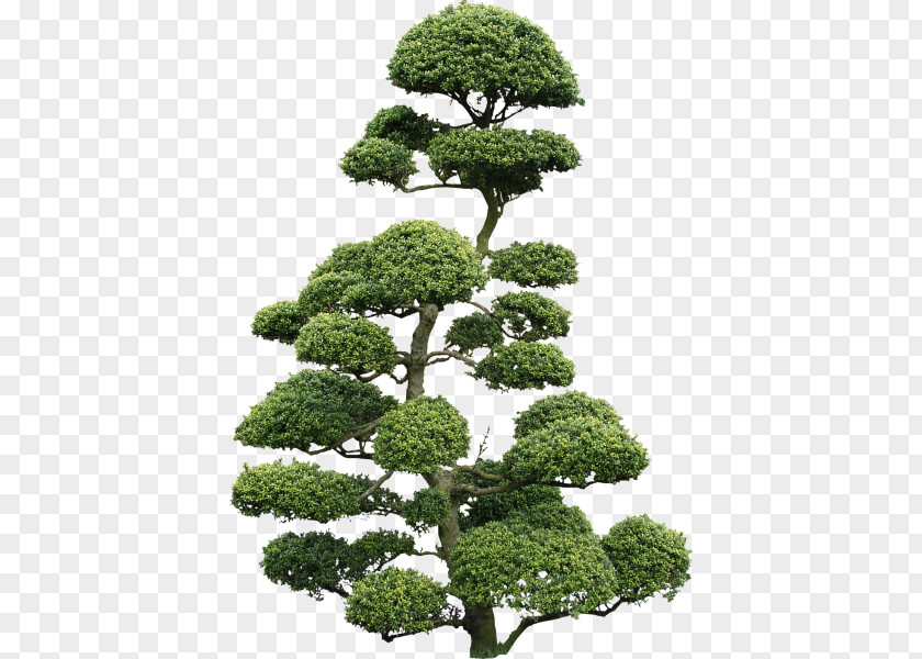 Tree Japanese Holly Bonsai Texture Mapping Cloud PNG