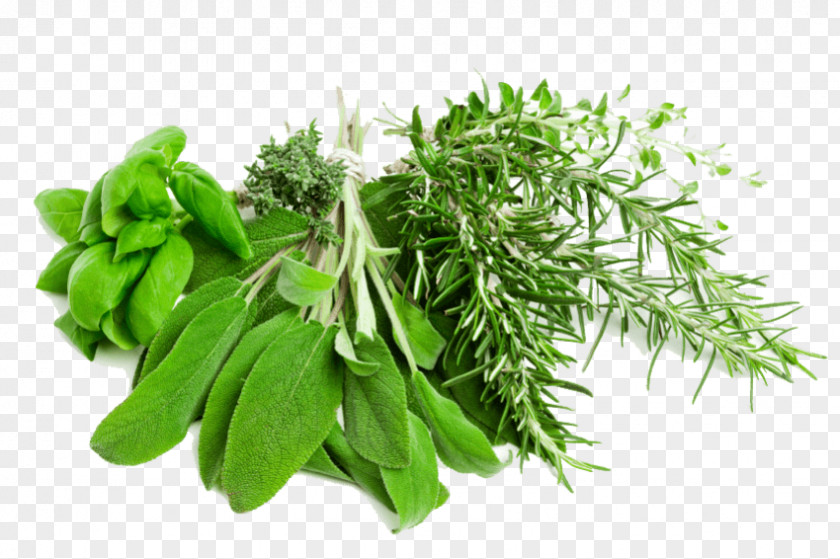 Vegetable Herb Medicinal Plants Clip Art PNG