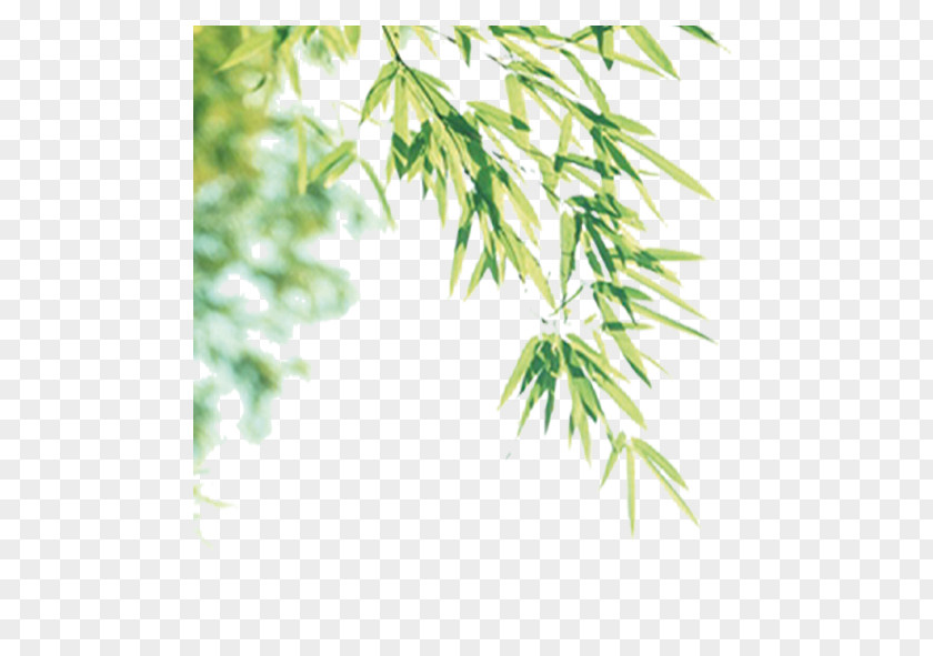 Bamboo Leaves Gratis Desktop Wallpaper Computer Software PNG