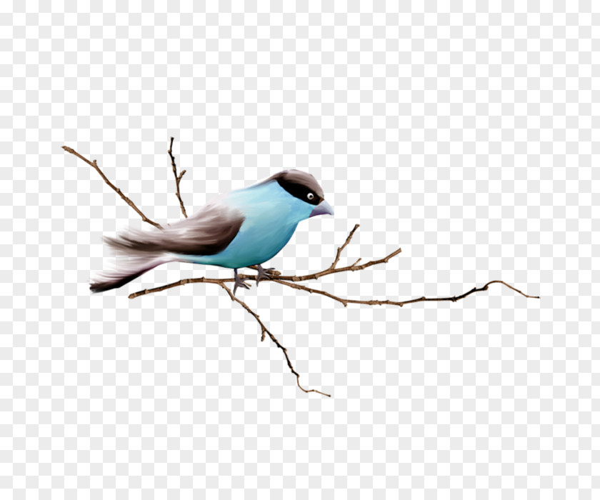 Little Sparrow Bird Branch PNG