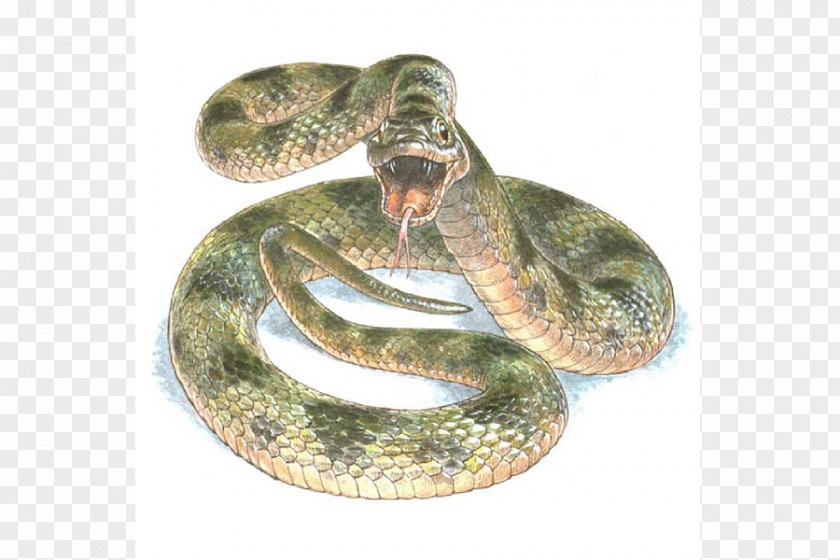 Snake Common Garter Reptile Color Science PNG