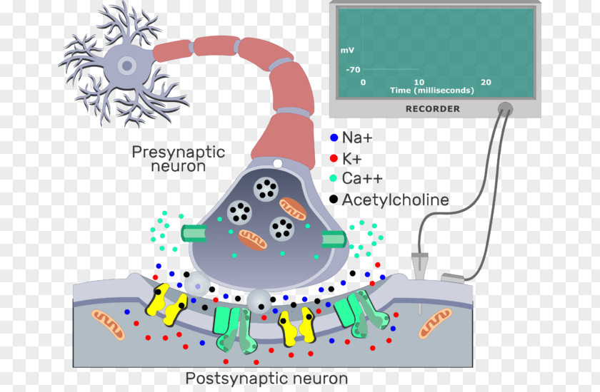 Ach Graphic Synapse Neuron Synaptic Vesicle Cholinergic Postsynaptic Potential PNG