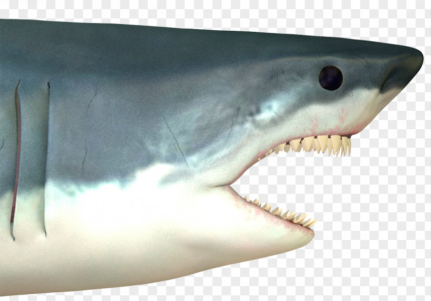 Big White Shark Picture Great Attack Stock Photography Drawing PNG