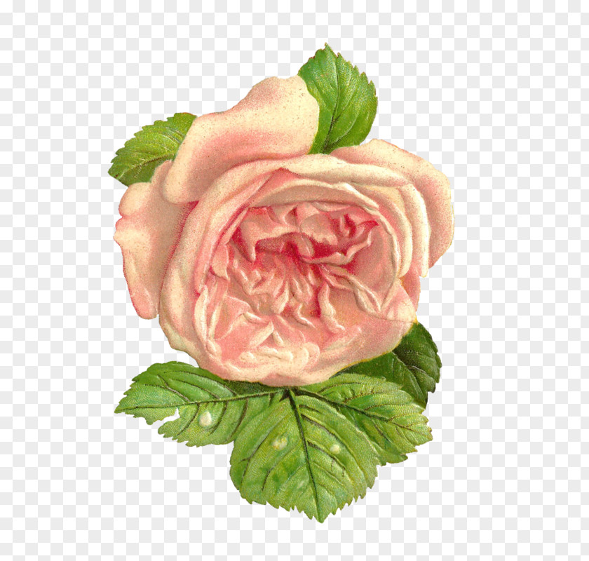 Centifolia Rose Garden Roses Cabbage Pink Digital Image PNG