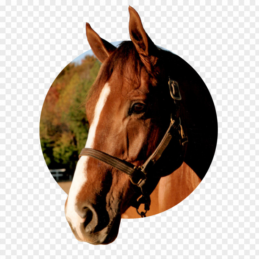 Mustang Halter Mane Stallion Mare PNG