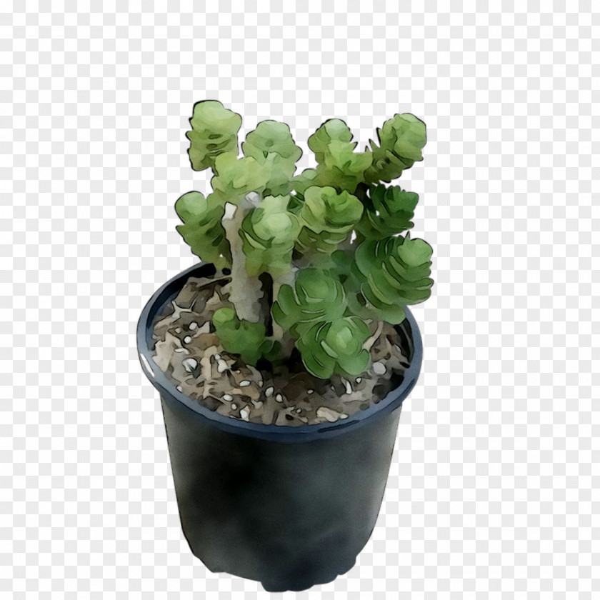 Prickly Pear Flowerpot Houseplant Herb PNG