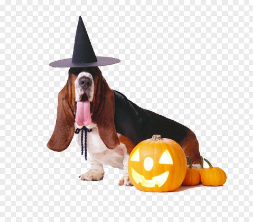 Witch Long-eared Dog Basset Hound French Bulldog Puppy Halloween Costume PNG