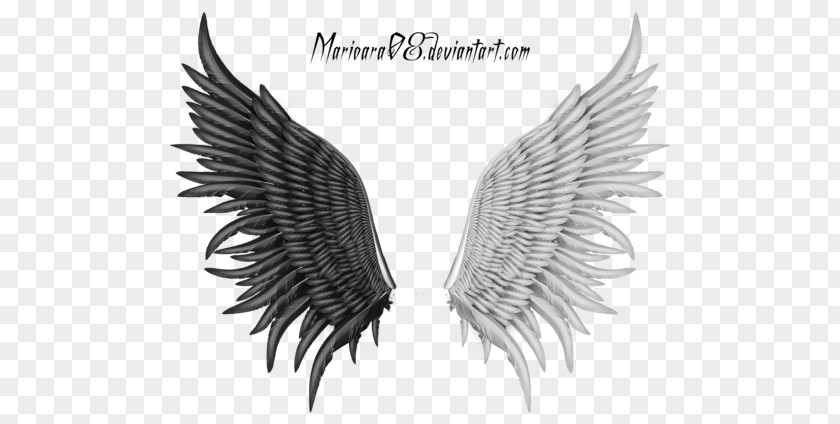 Angel Feathers PNG