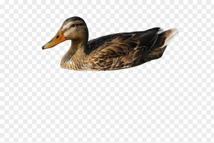 Duck American Pekin Mallard Download PNG