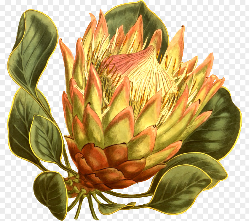 Artichokes Fynbos Protea Cynaroides South Africa National Cricket Team Flower Curtis's Botanical Magazine PNG