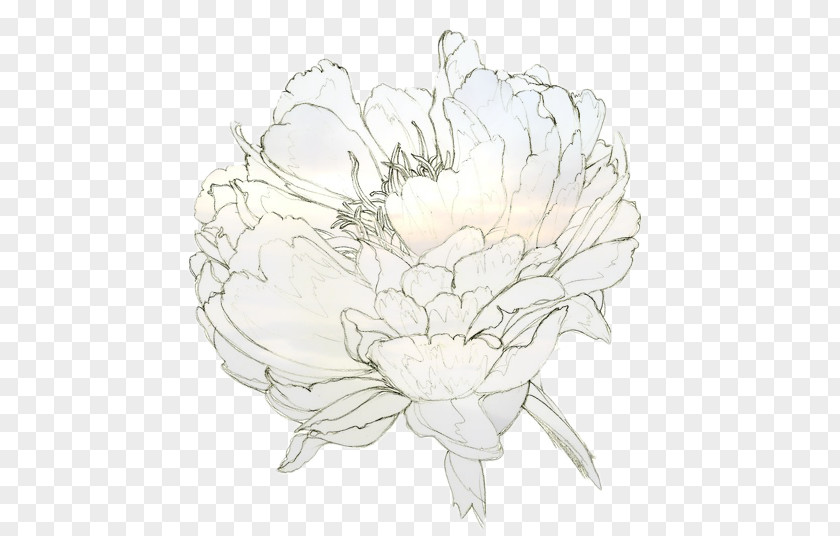 Bohemia F;ower Drawing Peony Watercolor Painting Line Art PNG