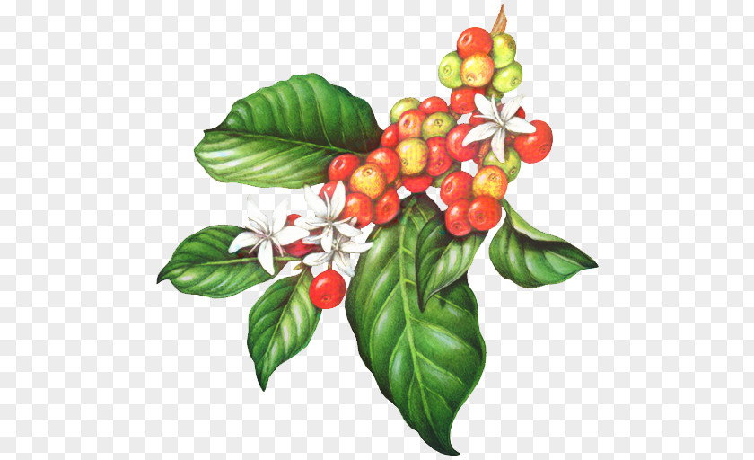 Lingonberry Schisandra Leaf Illustration PNG