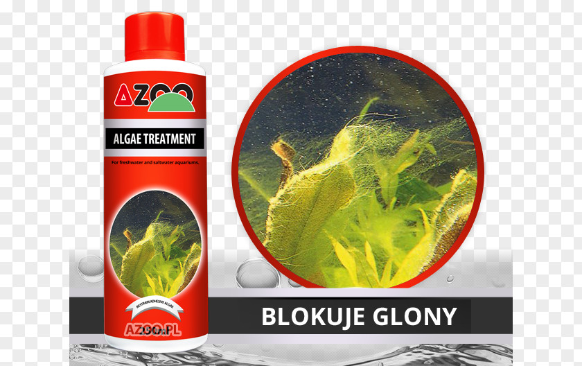 Plant Red Algae Water Diatom PNG