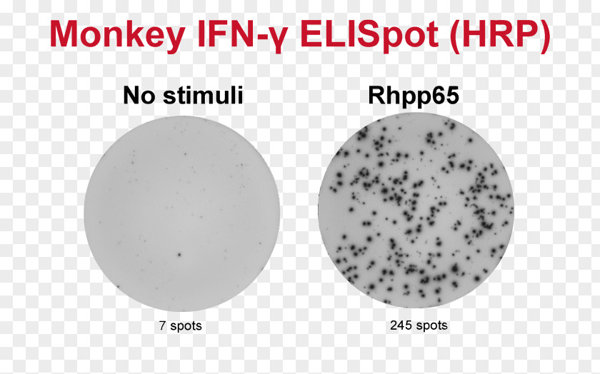 Rhesus ELISPOT Peripheral Blood Mononuclear Cell Assay 12-O-Tetradecanoylphorbol-13-acetate PNG