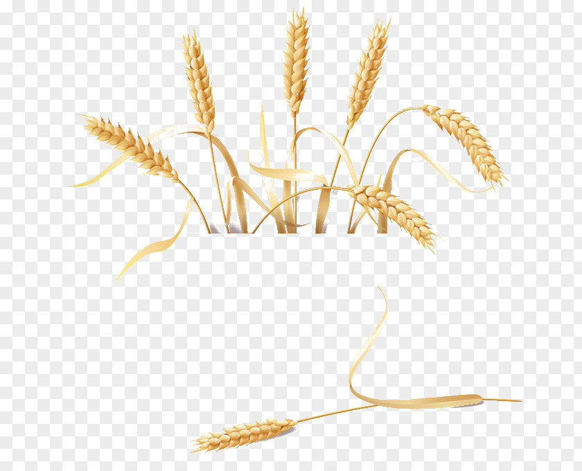 Barley Golden Retriever Wheat PNG