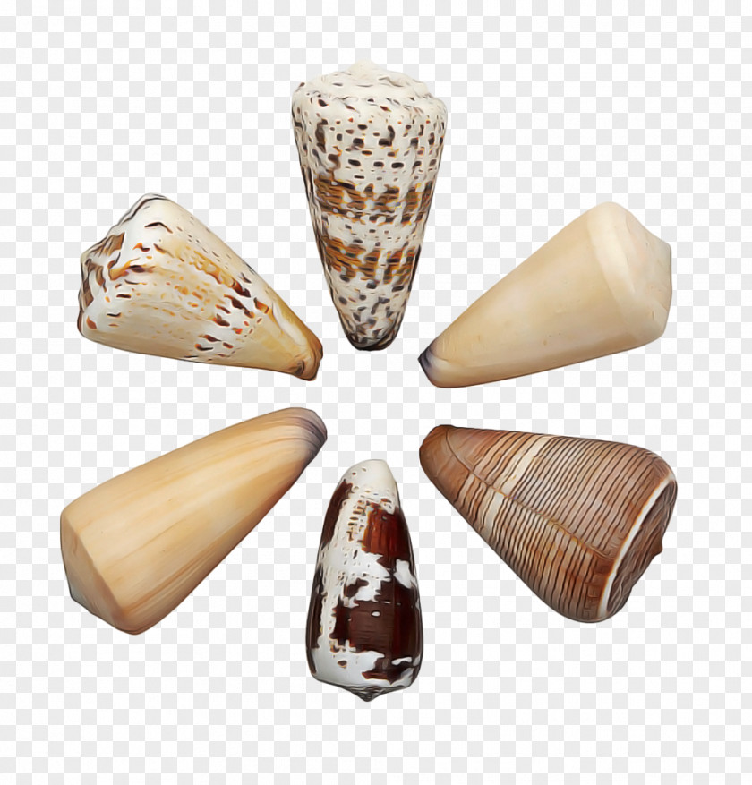 Bead Conch Conchology Geography Cone PNG