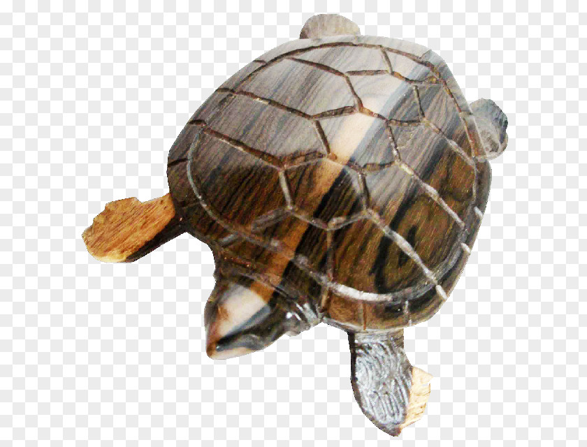 Black Turtle Bean Box Turtles Tortoise PNG