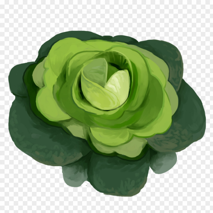 Cabbage Petal Green Cut Flowers PNG