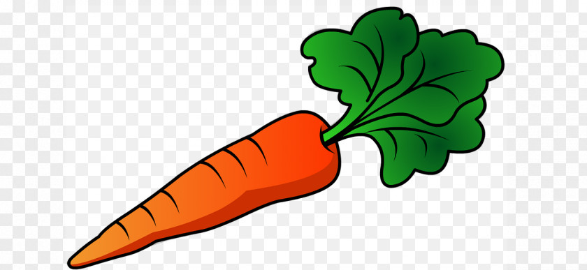 Carrot Clip Art PNG