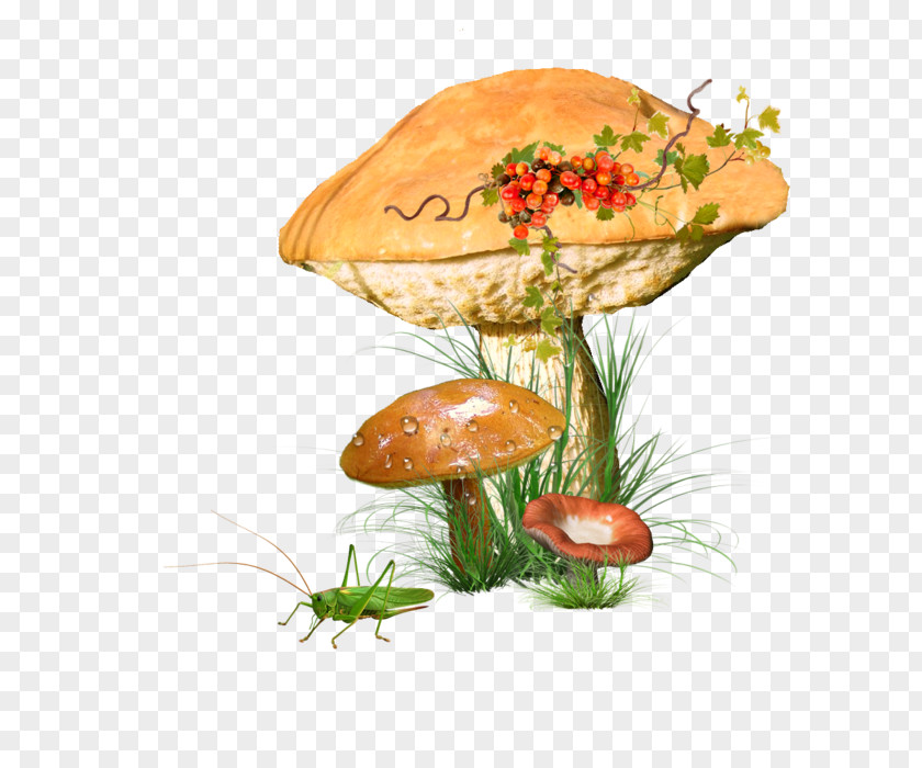 Champignon Mushroom Edible Fungus Clip Art PNG
