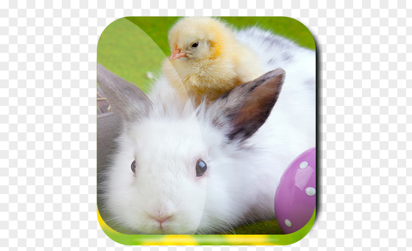 Easter Bunny Egg Holiday Desktop Wallpaper PNG