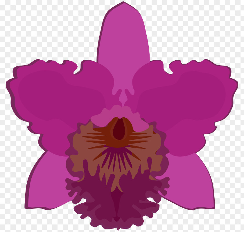 Flower Cattleya Orchids Moth Clip Art Dendrobium PNG