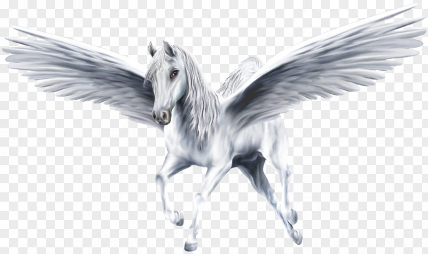 Pegasus Winged Unicorn Horse PNG