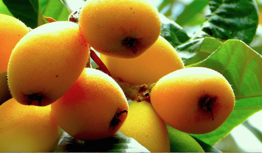 Persimmon Juice Loquat Fruit Food Orange PNG