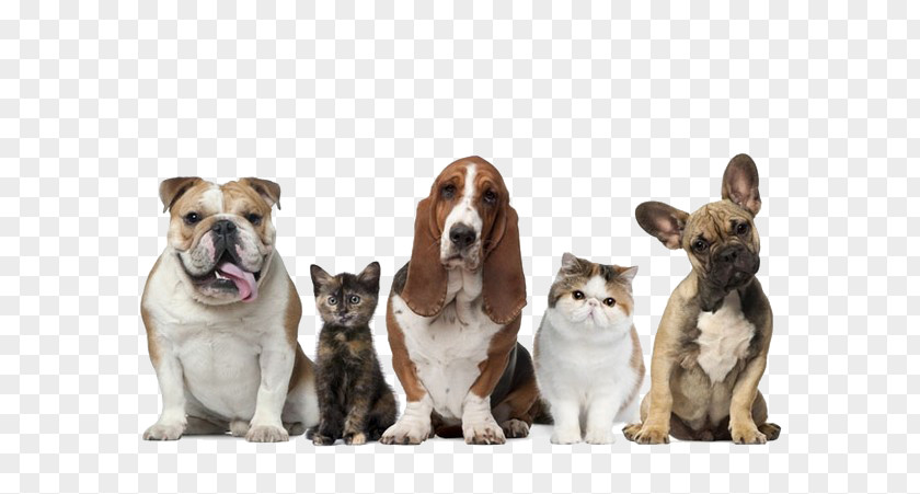 Puppy Or Kitten Sitting In A Row Pet Dog Cat Insurance PNG