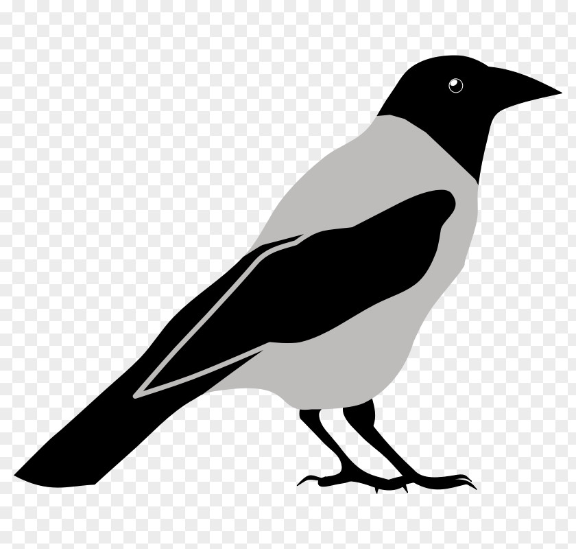 Rones Common Raven Crow Bird Clip Art PNG